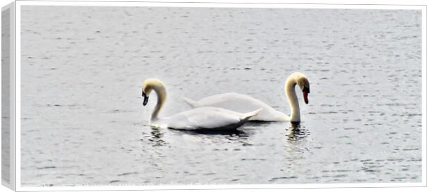 Swans Bordered Canvas Print by GJS Photography Artist