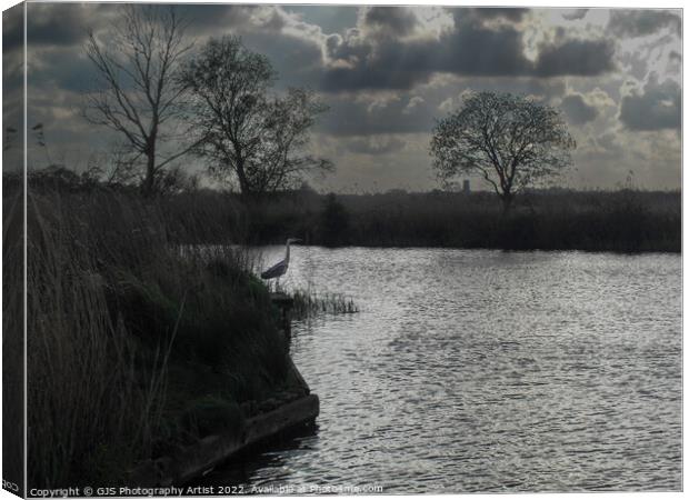 Heron Awaits Canvas Print by GJS Photography Artist