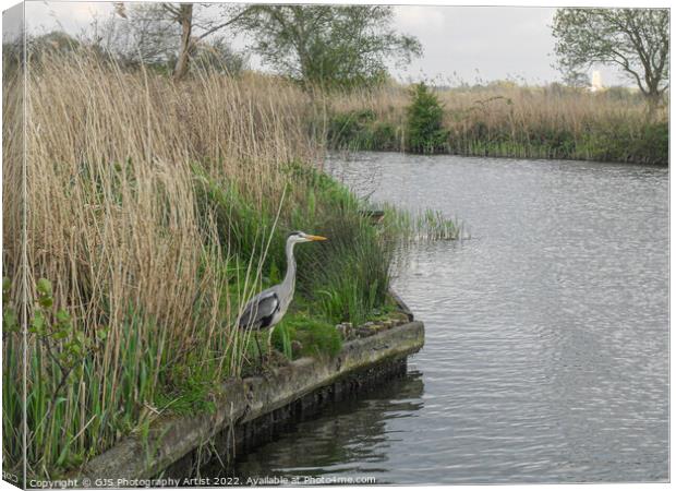 Heron Waterside Canvas Print by GJS Photography Artist