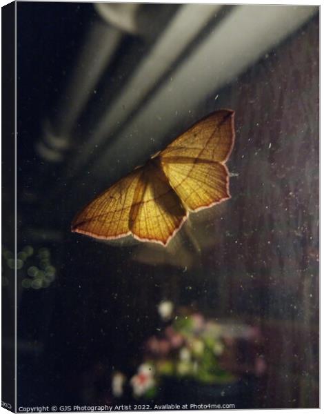 Back Yard Moth Lantern Canvas Print by GJS Photography Artist