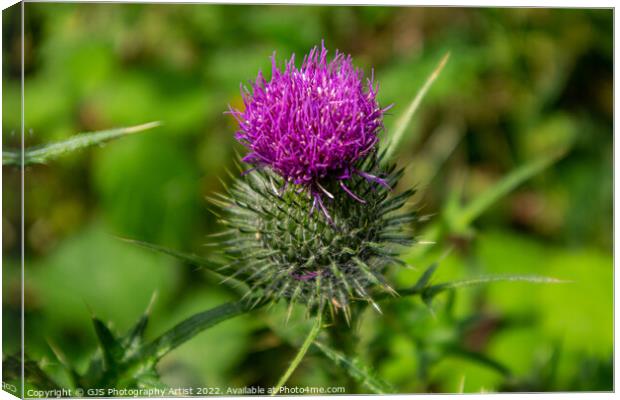 Thistle in Norfolk Canvas Print by GJS Photography Artist
