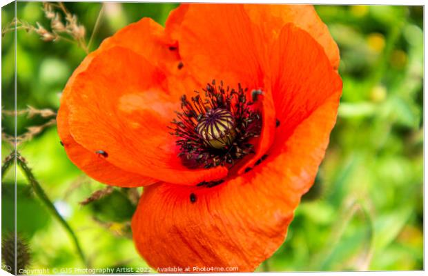 Poppy and Bug Seeds Canvas Print by GJS Photography Artist