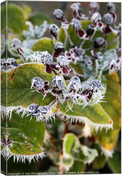 Winters Jewel Canvas Print by GJS Photography Artist