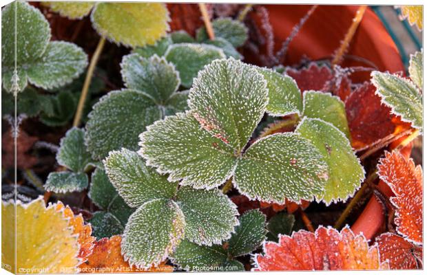 Glittering Frozen Strawberry Leaves Canvas Print by GJS Photography Artist