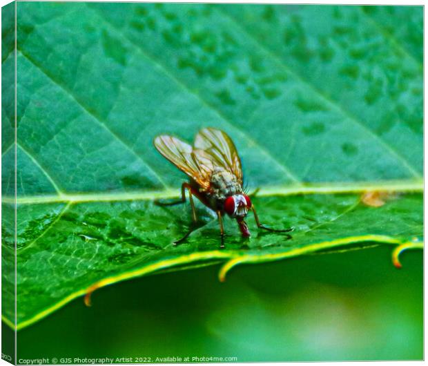 Vivid Alien Insect Canvas Print by GJS Photography Artist