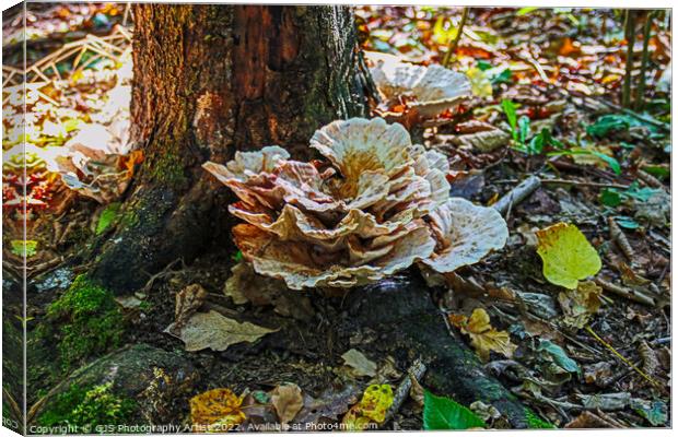 Not A Cabbage Canvas Print by GJS Photography Artist