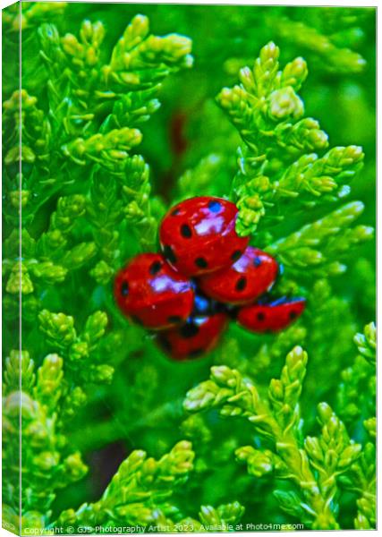 Bloom of Ladybirds Ready for Spring Canvas Print by GJS Photography Artist