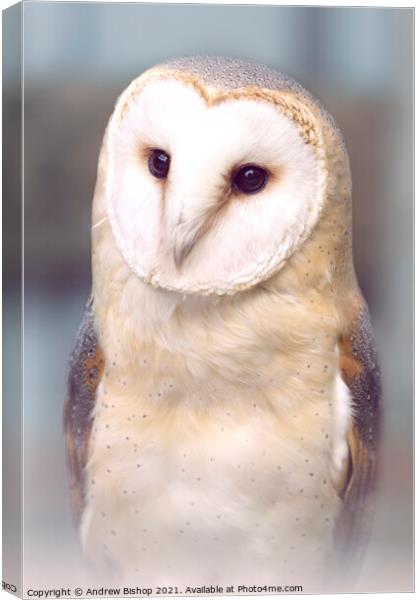 A close up of a barn owl Canvas Print by Andrew Bishop