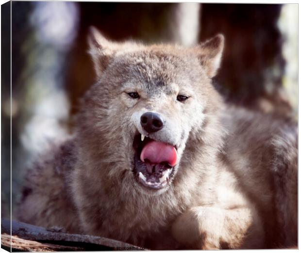 Fangs of a wolf Canvas Print by Andrew Bishop