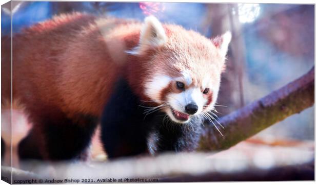 Red panda enjoys the morning spring Canvas Print by Andrew Bishop