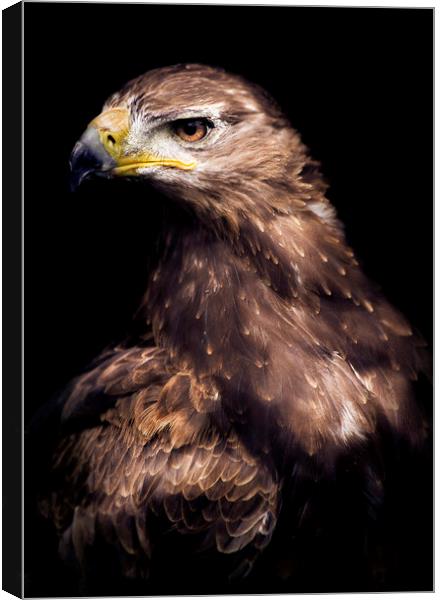 Hawk eye Canvas Print by Andrew Bishop
