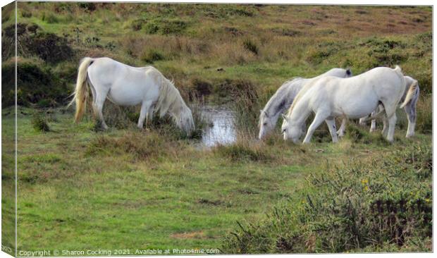 White horses on the moors drinking from small lake Canvas Print by Sharon Cocking