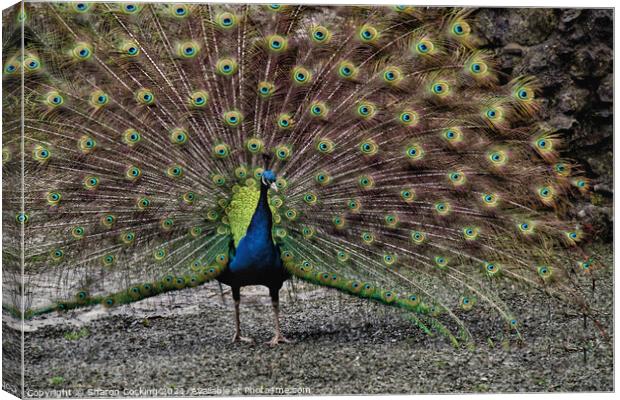 Peacock with full fan tail Canvas Print by Sharon Cocking