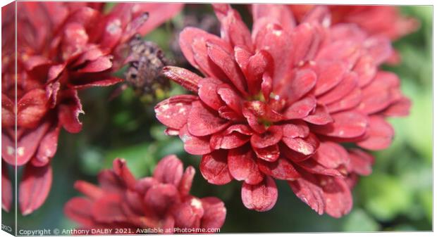 Plant flower Canvas Print by Anthony DALBY