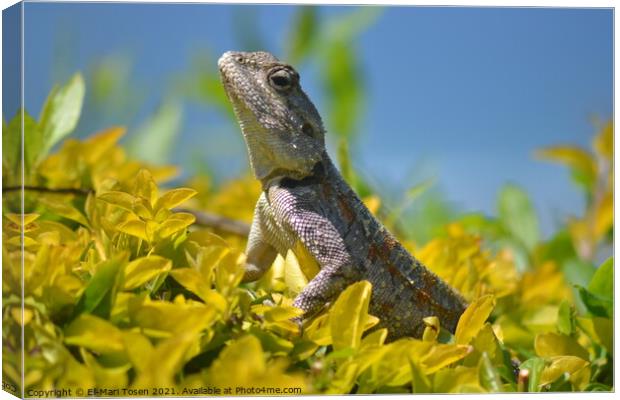 A close up of a lizard Canvas Print by El-Mari Tosen