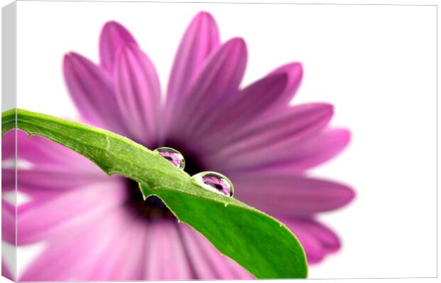 Water Drop Reflection of a Purple African Daisy Flower Canvas Print by Antonio Ribeiro