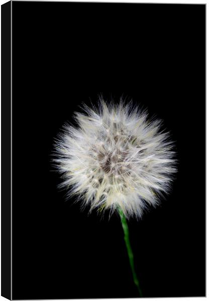 Catsear Pappus or Seed-Clock Canvas Print by Antonio Ribeiro