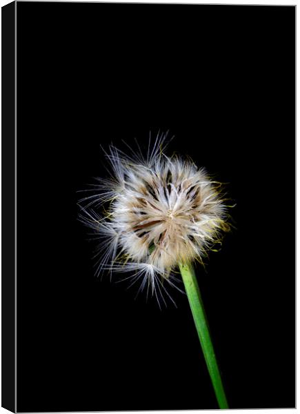 Catsear Pappus or Seed-Clock Canvas Print by Antonio Ribeiro