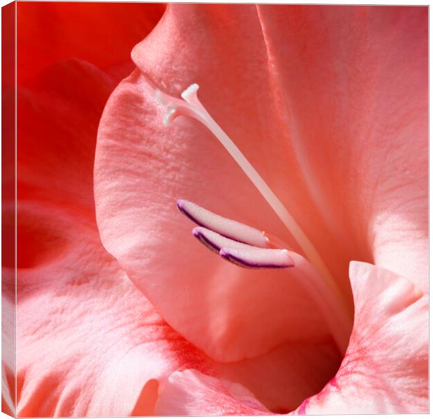 Gladiolus Flower Closeup Canvas Print by Antonio Ribeiro