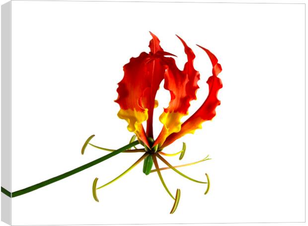 Glory Lily, or Flame Lily, Flower Canvas Print by Antonio Ribeiro