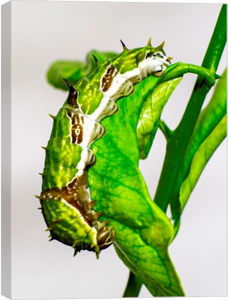 Orchard Swallowtail Caterpillar on Lemon Tree Leaf Canvas Print by Antonio Ribeiro