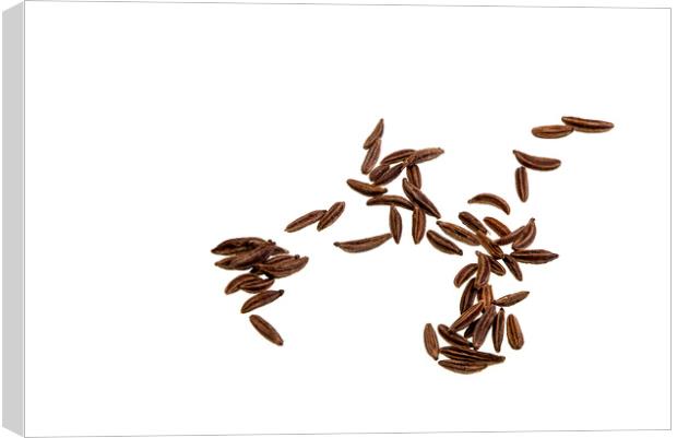 Caraway Seeds Canvas Print by Antonio Ribeiro