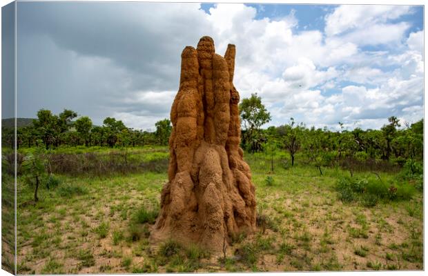 Litchfield Cathedral Termite Mounds Canvas Print by Antonio Ribeiro