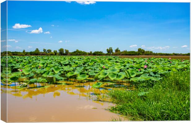 Kakadu Pink Lotus Flowers Canvas Print by Antonio Ribeiro