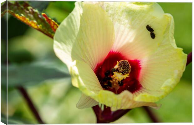 Okra Flower and Pollinating Insects Canvas Print by Antonio Ribeiro