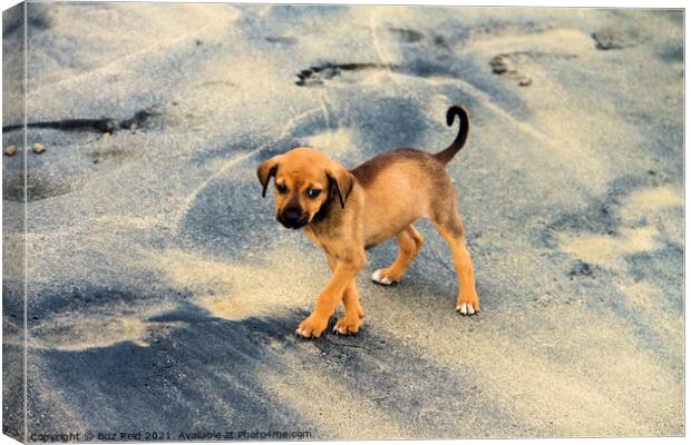 Mermaids Puppy Canvas Print by Buz Reid