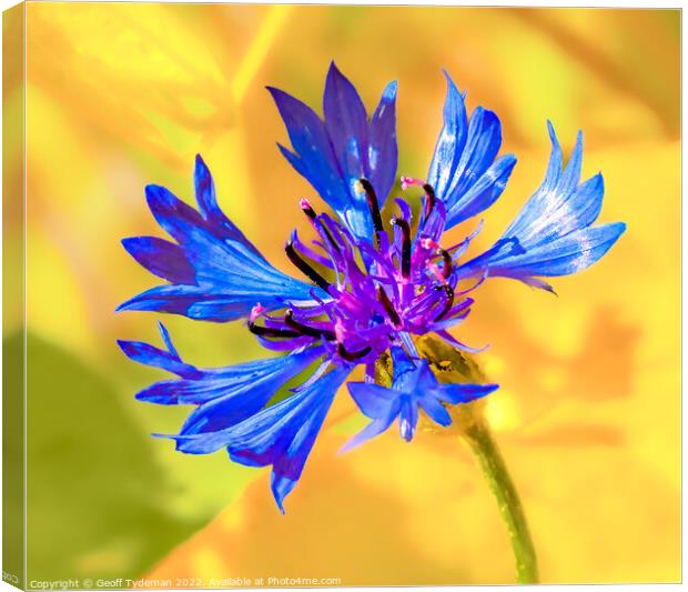 Cornflower Canvas Print by Geoff Tydeman