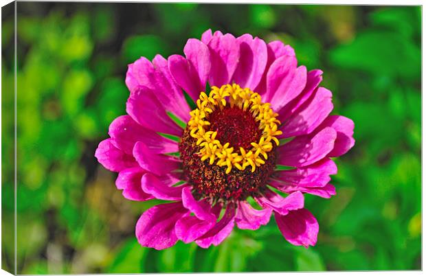 zinnia - xeranthemum Canvas Print by Ferenc Kalmar