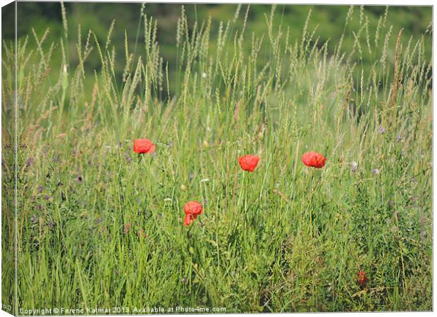 poppies on the meadow Canvas Print by Ferenc Kalmar