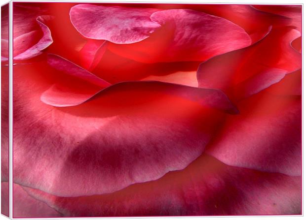 Petals Canvas Print by Ferenc Kalmar