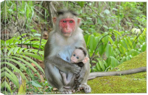 Monkey protecting its baby Canvas Print by Lucas D'Souza