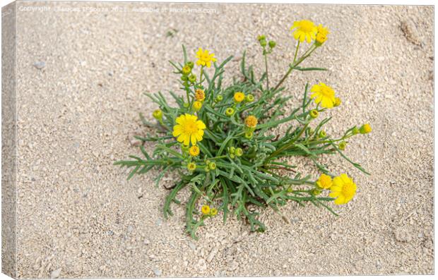 Desert Flowers Canvas Print by Lucas D'Souza