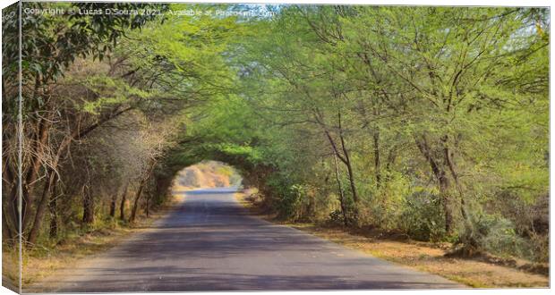A country road with tree canopy Canvas Print by Lucas D'Souza