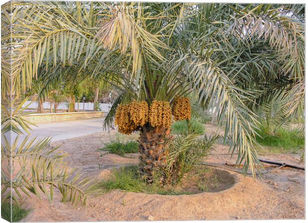 Date palms with bunches of dates Canvas Print by Lucas D'Souza