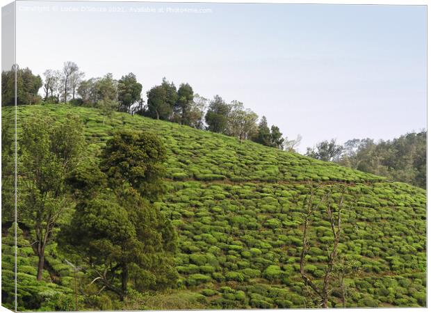 Tea Gardens at Munnar, Kerala, India Canvas Print by Lucas D'Souza