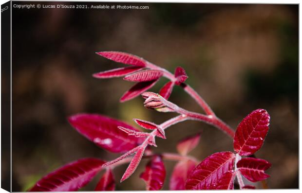 Red tender leaves of a wild plant Canvas Print by Lucas D'Souza