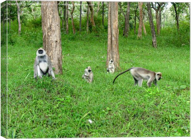 Black face, long tailed gray langur Canvas Print by Lucas D'Souza