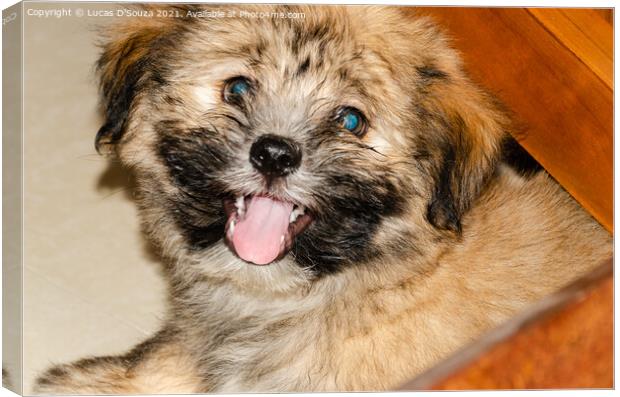 Cute fluppy Tibetan Lhasa puppy Canvas Print by Lucas D'Souza