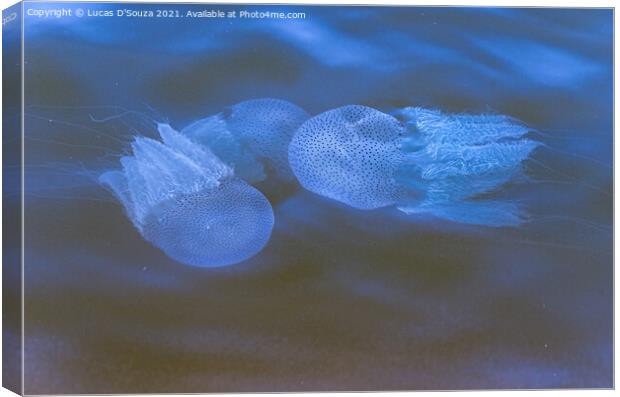 Fluorescent jelly fish  Canvas Print by Lucas D'Souza