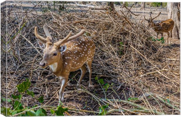 Deers Nisargadhama forest park at Kushalnagar, India Canvas Print by Lucas D'Souza