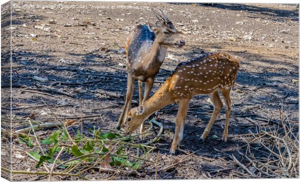 Deers in  Nisargadhama forest park at Kushalnagar, India Canvas Print by Lucas D'Souza