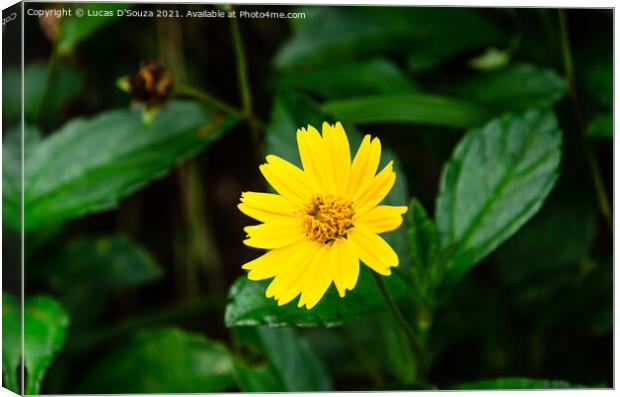 Wild flowers - Singapore Daisy Canvas Print by Lucas D'Souza