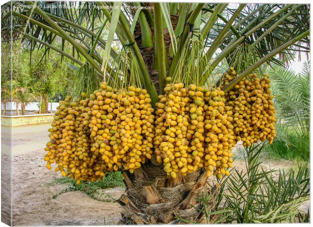 Date palms with dates Canvas Print by Lucas D'Souza