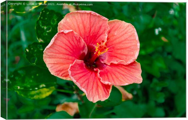 Withering red Hibiscus flower  on a plant Canvas Print by Lucas D'Souza