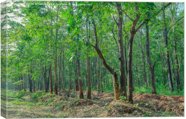 Evergreen forest of Thirthahalli Canvas Print by Lucas D'Souza
