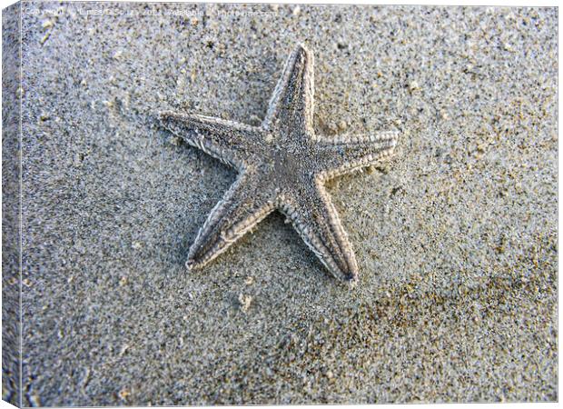 Dead star fish on the beach Canvas Print by Lucas D'Souza
